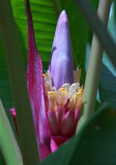 D40 D800 　芭蕉花比べ