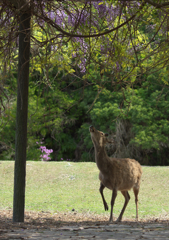 １）藤を愛でる
