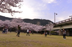 桜色の躍動