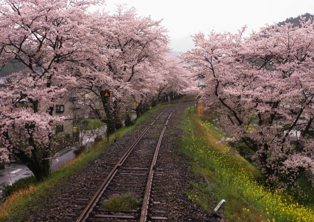 桜道
