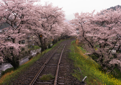 桜道