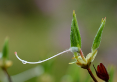 鳥になりたかった山つつじ