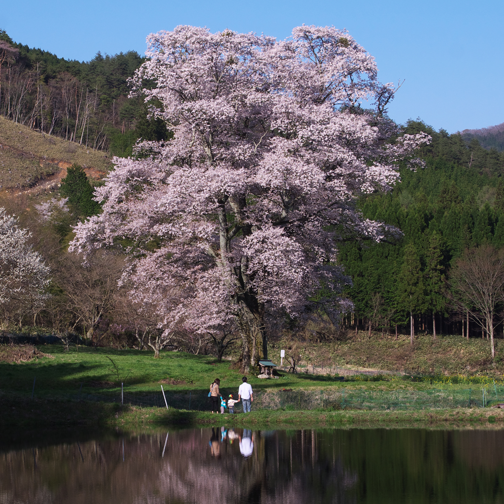 千鳥別尺山桜　１）　親子