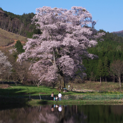 千鳥別尺山桜　１）　親子