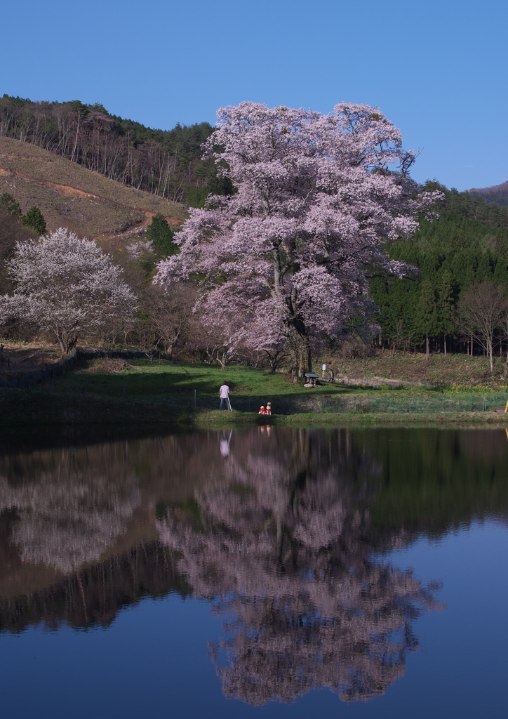 千鳥別尺山桜　２）全景