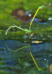 ねえ　誰かに見られていないかしら