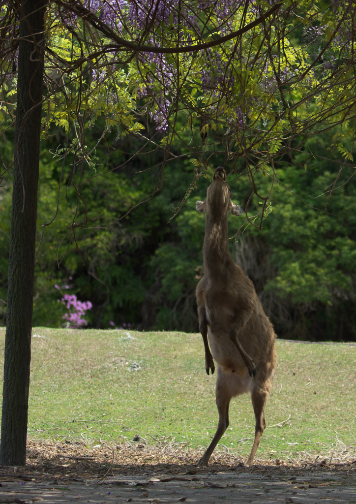 ２）なにするの？