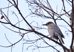 鳥撮り初心者　7）　