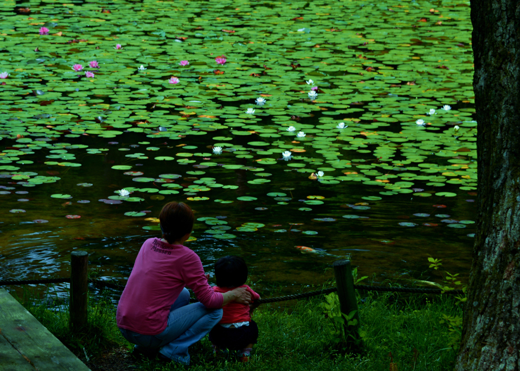 睡蓮池の母娘