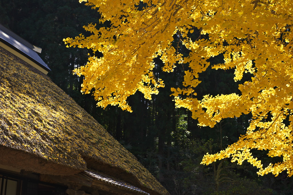 黄色に染まりゆく藁屋根