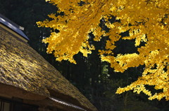 黄色に染まりゆく藁屋根