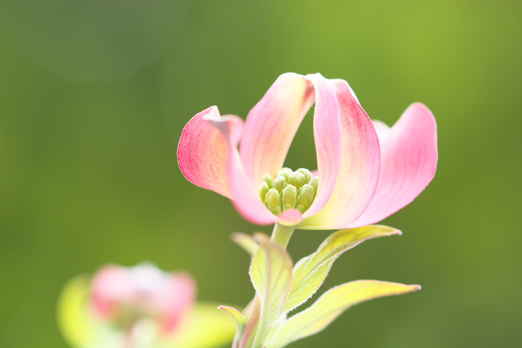 ハナミズキ　２）