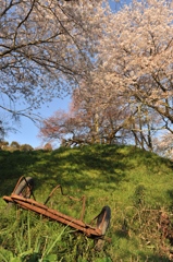 主役は前方　浅井の一本桜