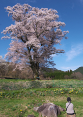 瞑想桜
