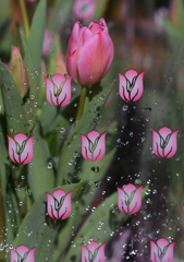 咲いた咲いたチューリップの花が