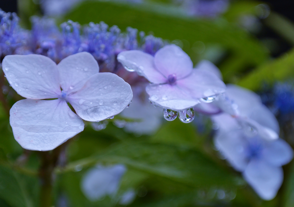久方の雨
