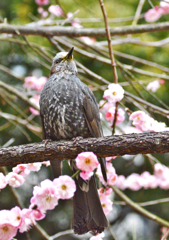 お呼びでは無い　２）