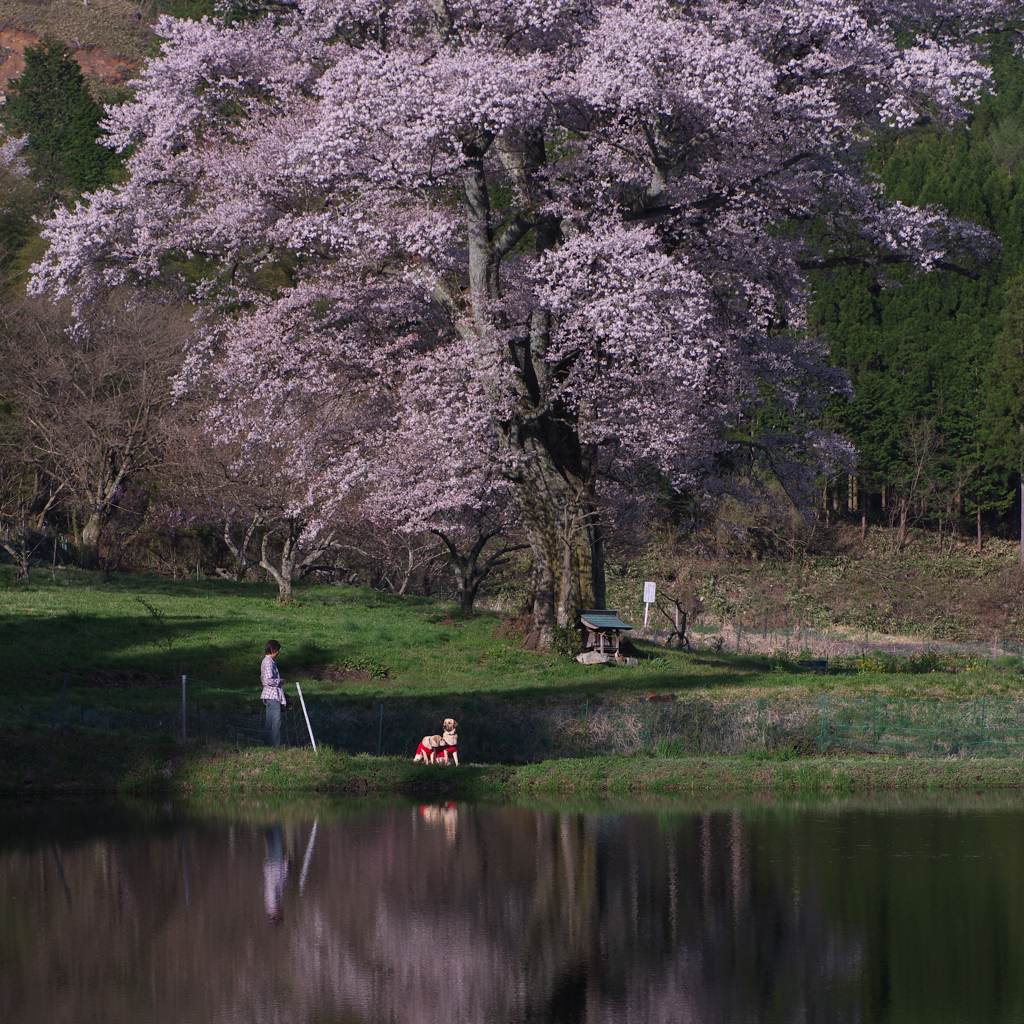 千鳥別尺山桜　３）わん