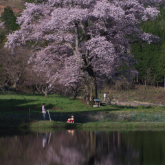 千鳥別尺山桜　３）わん
