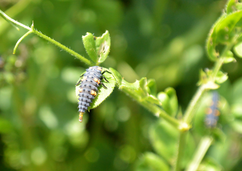 さて何でしょうか？