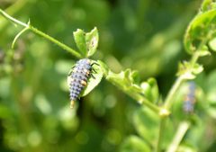 さて何でしょうか？
