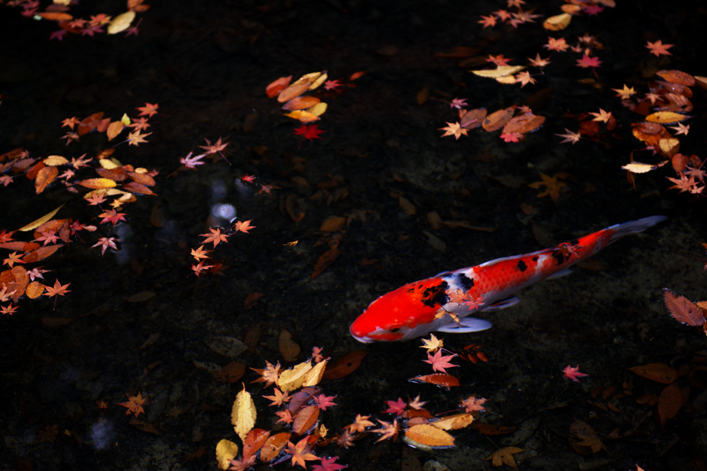 鯉の紅葉狩