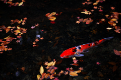 鯉の紅葉狩