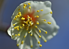 一輪ほどの小宇宙