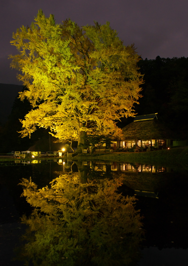 金言寺大銀杏ライトアップ