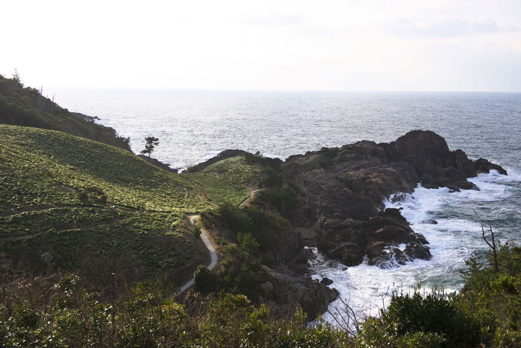島根県益田市水仙の里