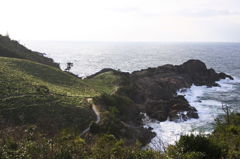 島根県益田市水仙の里