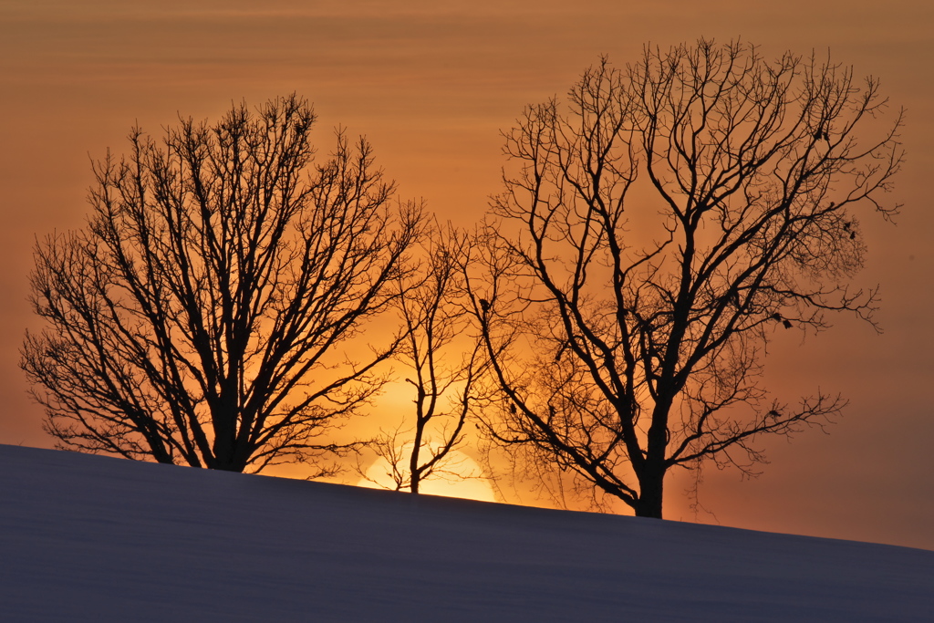 雪原の夕日