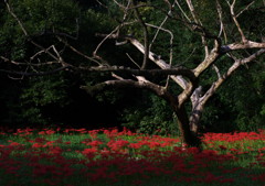 枯れてなお主張する