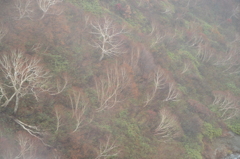 元画像　突然の雪に