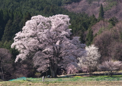 山桜花
