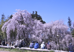 余席あり　お出合い召され電柱でござる