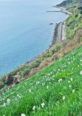 淡路島磯黒岩水仙峡