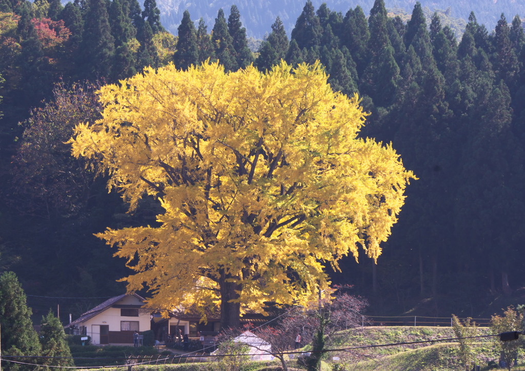 奥出雲金言寺の大銀杏