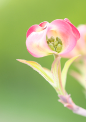 ハナミズキ　１）