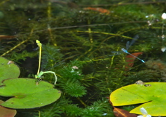 おねがい！そっとしといて！