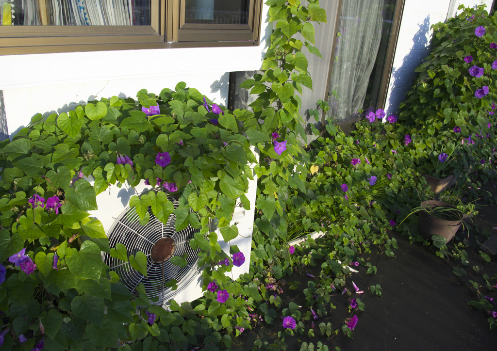 朝顔に．．．