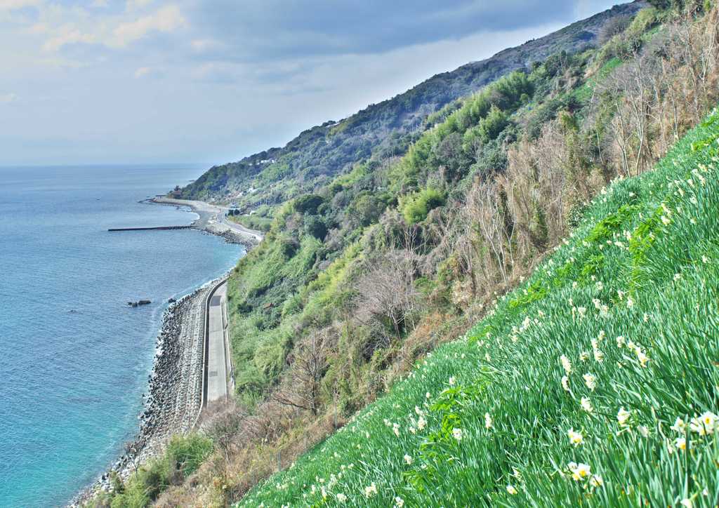 淡路島磯黒岩水仙峡2
