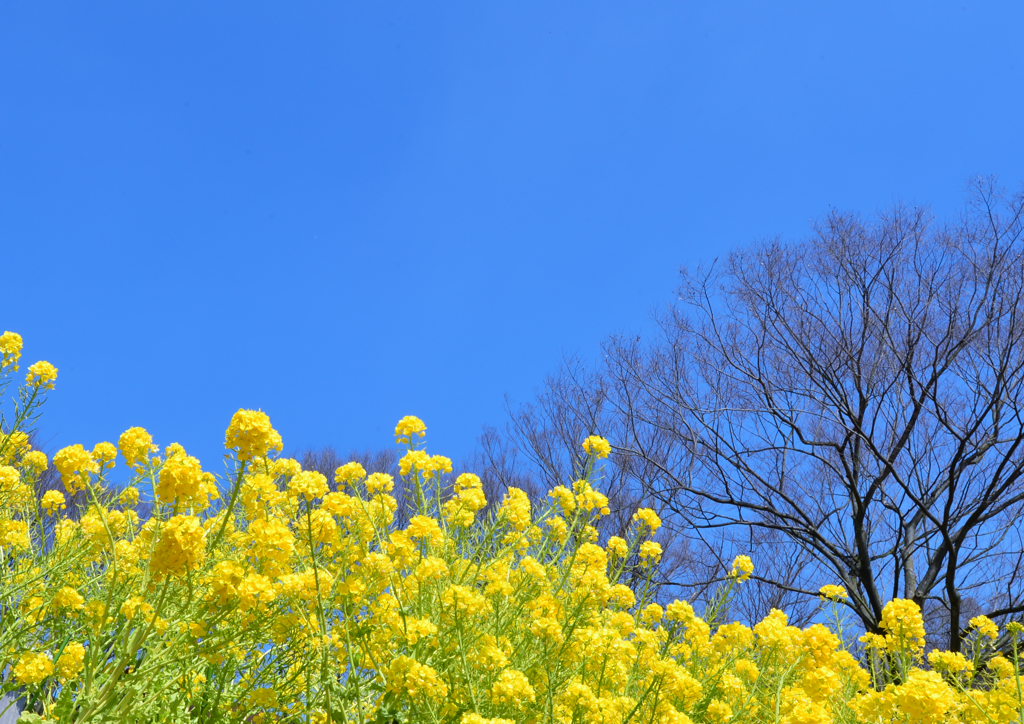 いつの間にか春