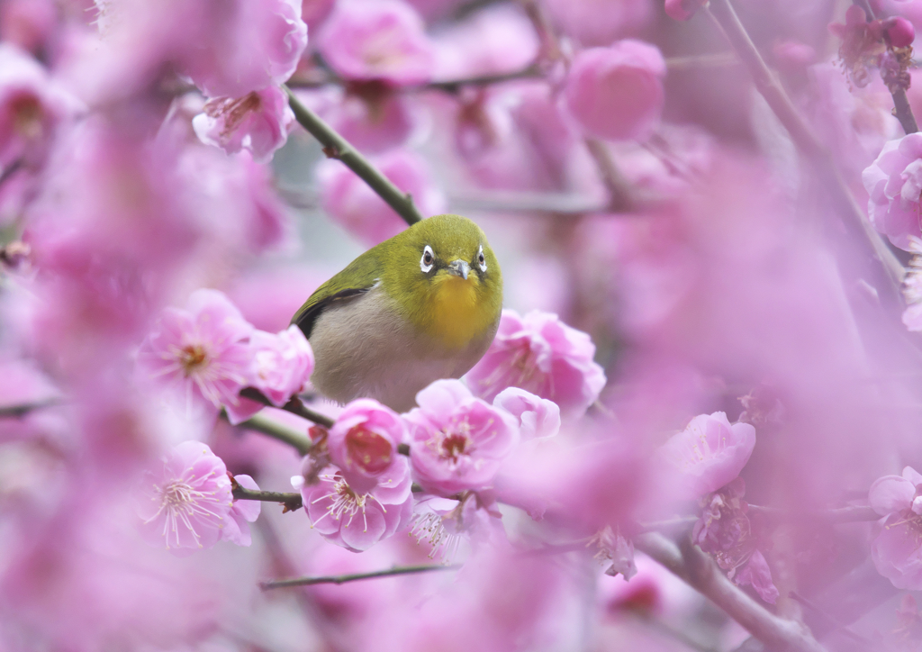 梅見