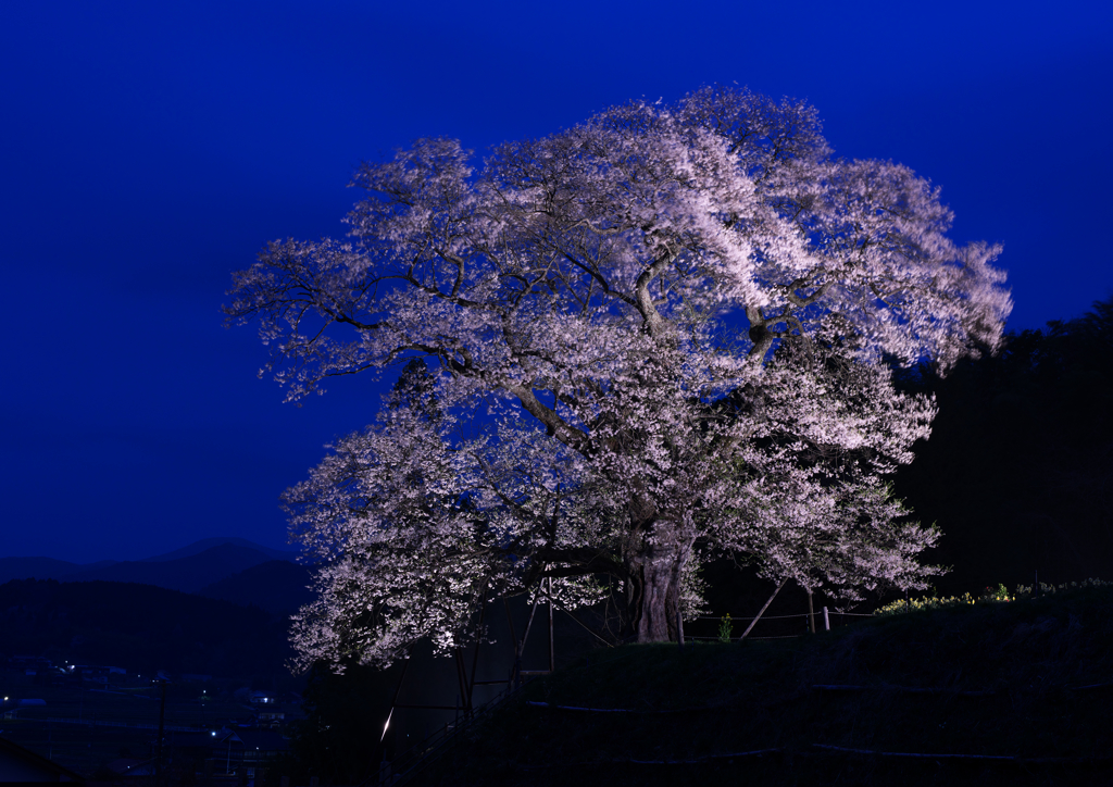 要害桜　３）