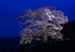 要害桜　３）