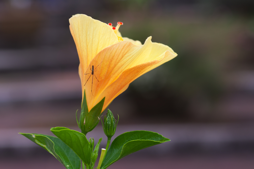 植物公園背景　クラブの方へ　1）