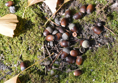 春ちゃん写真館　3）