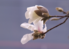 白木蓮　2）