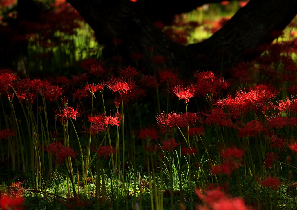 大きな栗の木の下で